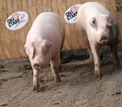Schweine in Baden-Württemberg