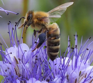 Bienenschutz auf EU-Ebene