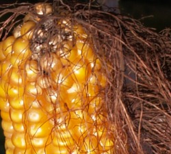 Welt-Versorgungsbilanz für Mais