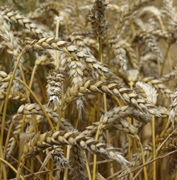 Rumänien Getreideernte 2017 