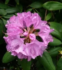 Deutsche Genbank Rhododendron