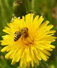 Biene in Lwenzahn