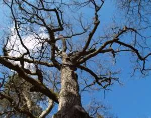 Alter Eichenbaum