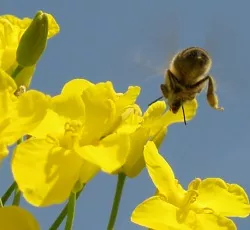 Fleiige Biene