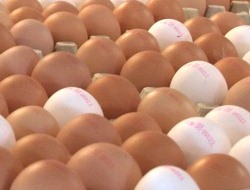 Eierproduktion Schweiz