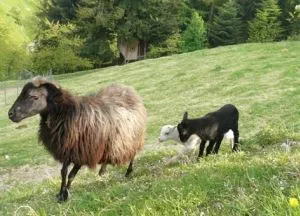 Schafe pflegen die Landschaft