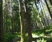 Waldschutz in Deutschland