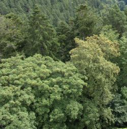Waldschutz in Deutschland
