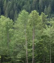 Nachhaltige Waldbewirtschaftung