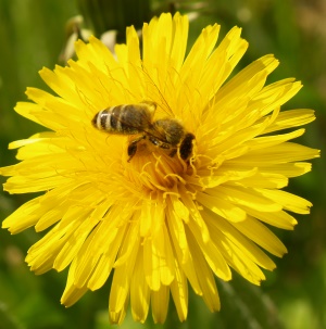 Bienengesundheit in Gefahr