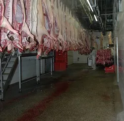 Russland Schweinefleischimport