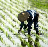 Reisproduktion Sdostasien