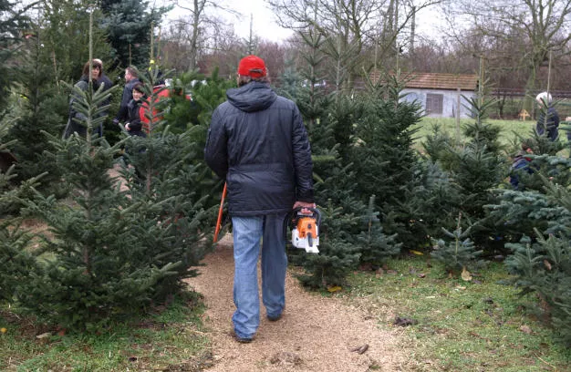 Weihnachtsbaum selber schlagen 2019