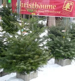 Weihnachtsbaumverkauf