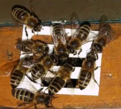 Bienen berwintern
