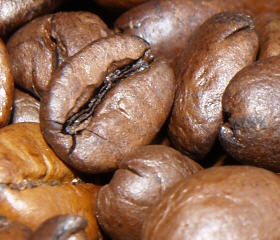 Kaffeeernte Guatemala Kinderarbeit