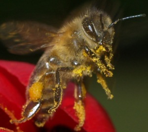 Bienenhaltung Parasitendruck 2020