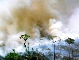 Brände Abholzung Amazonas
