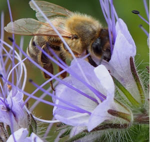 Bienenhaltung in Niedersachsen