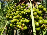 Palmölproduktion