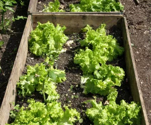 Salat selbst anbauen