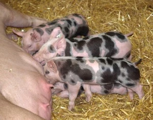 Schweinebestand in Bayern 2013