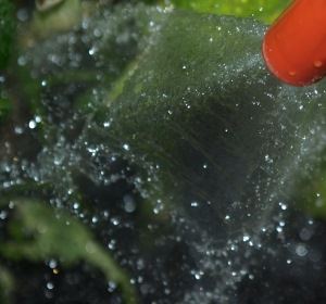 Bewässerungssysteme für Ihren Garten