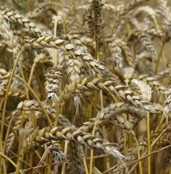 Bodenbildung Weizenpreis