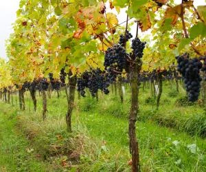 Weinbau in Frankreich