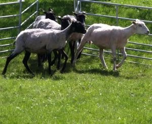 Beweidung durch Schafe
