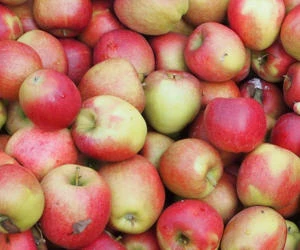 Apfelernte Hessen 2020