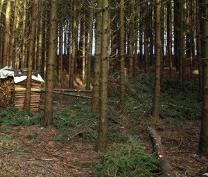 Wälder in Sachsen