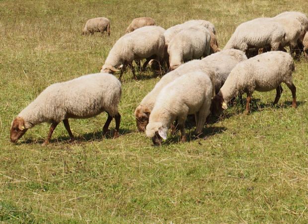 Herdenschutzmaßnahmen für Schafe