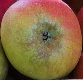 Welches Obst reift nach?