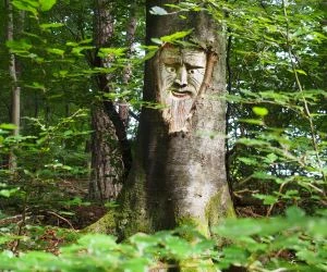 Waldzustand in Deutschland