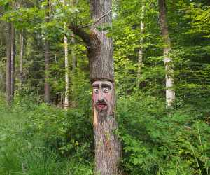 Waldzustandsbericht Niedersachsen 2020