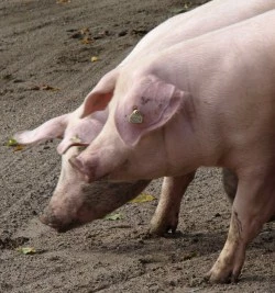 Schweinebestnde sterreich 2015