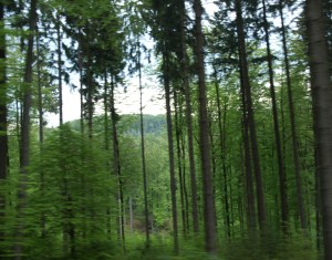 Waldbau in Bayern