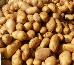 Kartoffelproduktion