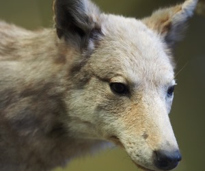Herdenschutz gegen Wolfsangriffe