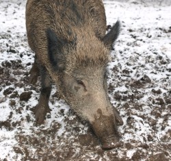 Afrikanische Schweinepest Sachsen-Anhalt