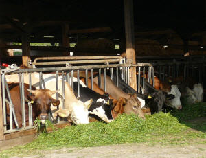 Rinderhaltungen in NRW 2017