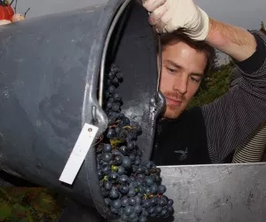 Verarbeitung von Weintrauben