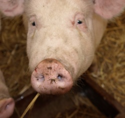 Schweinehaltung Niedersachsen