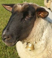 Schaf- und Ziegenprämie