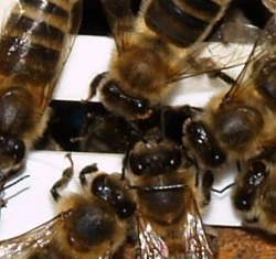 Honigbienenpopulation