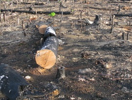 Tropenwald-Abholzung
