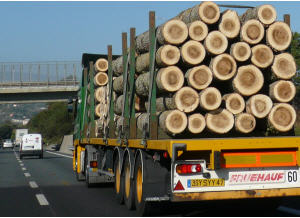 Exportverbot für Holz?