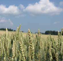 Getreideanbau Sachsen