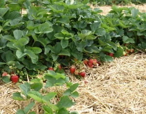 Erdbeeranbau in Sachsen